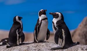 Científicos demuestran que los pingüinos son difusores de contaminación en la Antártida