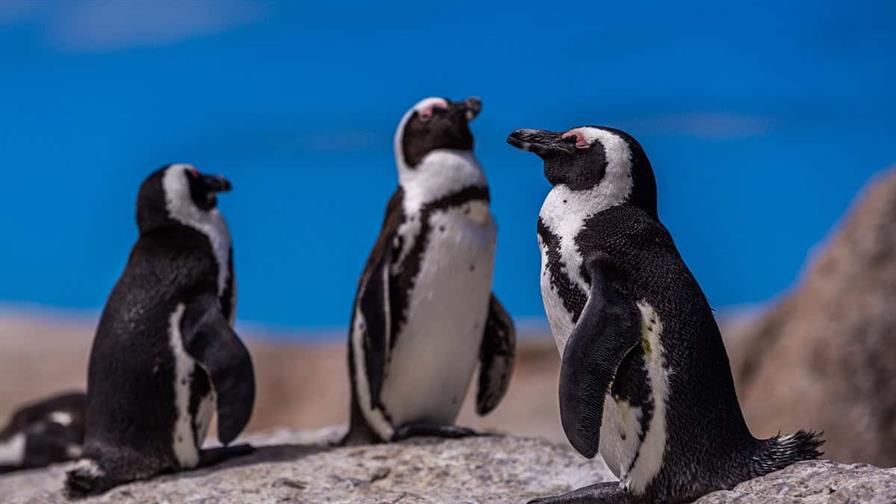 Científicos demuestran que los pingüinos son difusores de contaminación en la Antártida Científicos demuestran que los pingüinos son difusores de contaminación en la Antártida