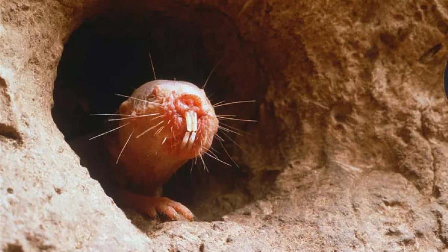 El secreto de la longevidad de la rata topo desnuda sería una reparación mejorada del ADN