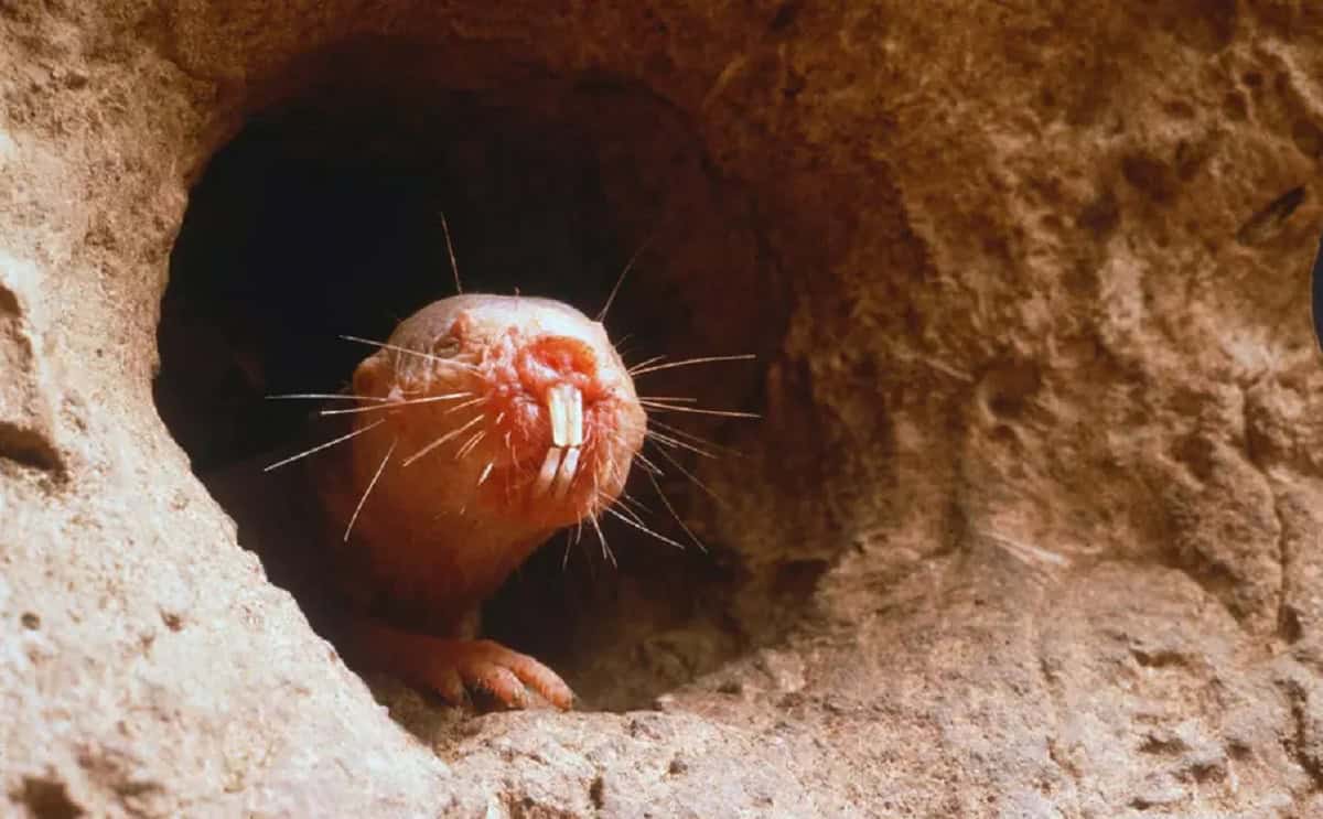 El secreto de la longevidad de la rata topo desnuda ser&iacute;a una reparaci&oacute;n mejorada del ADN