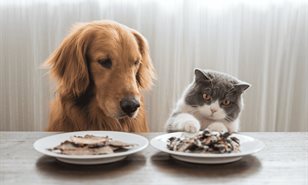 Comida casera o procesada: ¿qué es mejor para nuestras mascotas?