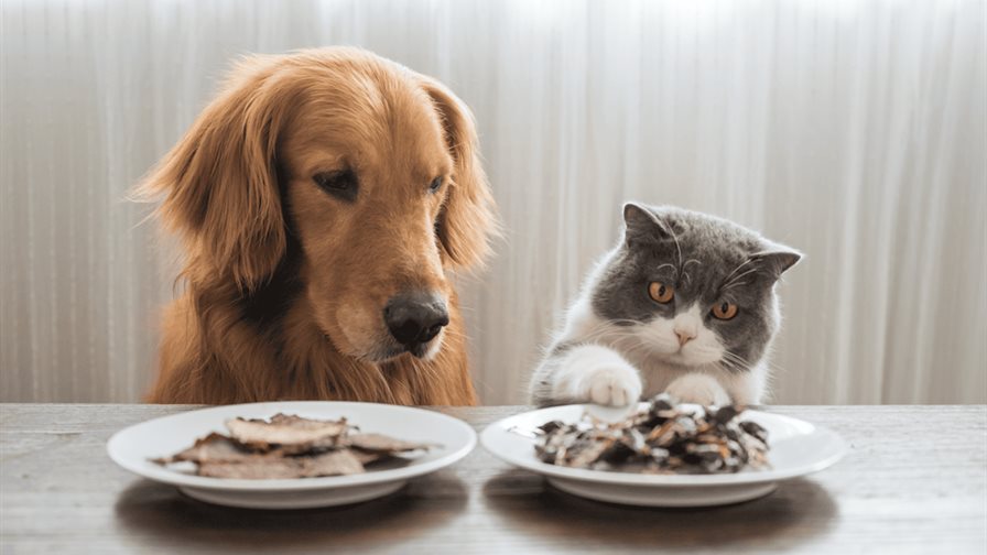 Comida casera o procesada: ¿qué es mejor para nuestras mascotas?