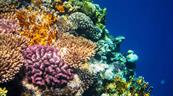 Los arrecifes de coral se extinguirán si no se revierte calentamiento global, dice informe
