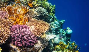 Los arrecifes de coral se extinguirán si no se revierte calentamiento global, dice informe