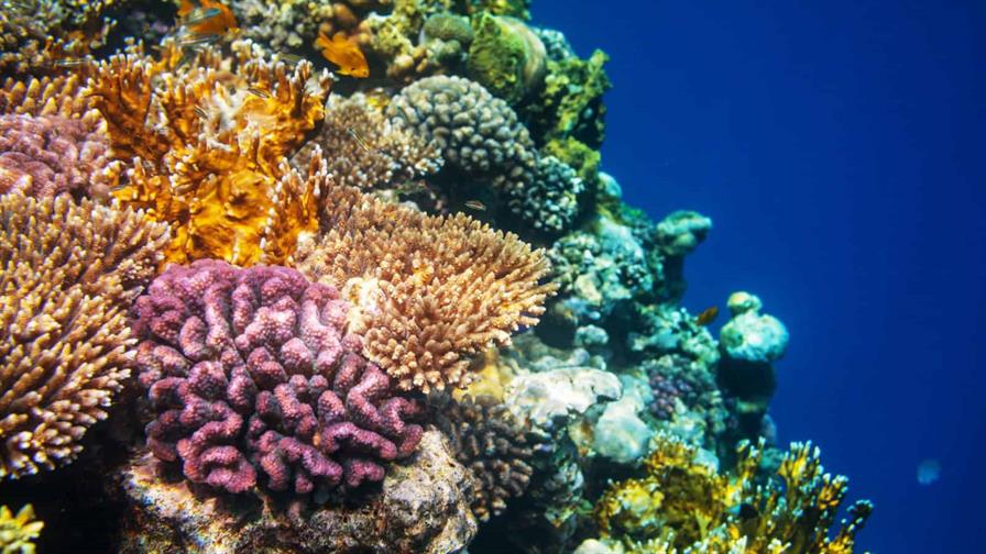 Los arrecifes de coral se extinguirán si no se revierte calentamiento global, dice informe Los arrecifes de coral se extinguirán si no se revierte calentamiento global, dice informe
