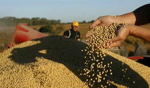 Productores de soja de EE. UU. en primera línea de la guerra comercial con China