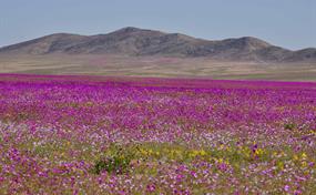 La otra cara de Atacama, el desierto florido de Chile