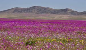 La otra cara de Atacama, el desierto florido de Chile