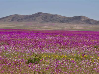 El Desierto de Atacama se cubre de flores coloridas tras las lluvias