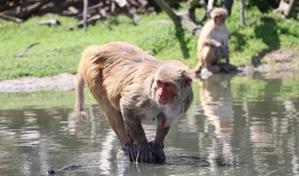 Zoológico dominicano recibirá animales exóticos desde Puerto Rico