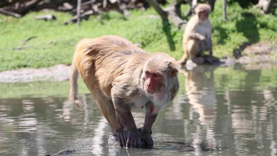 Zoológico dominicano recibirá animales exóticos desde Puerto Rico Zoológico dominicano recibirá animales exóticos desde Puerto Rico