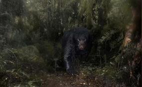 "Out of the Darkness": fotógrafo colombiano brilla con imagen del oso andino