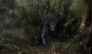 "Out of the Darkness": fotógrafo colombiano brilla con imagen del oso andino