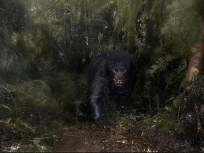 Oso andino inmortalizado por fotógrafo colombiano brilla en Londres