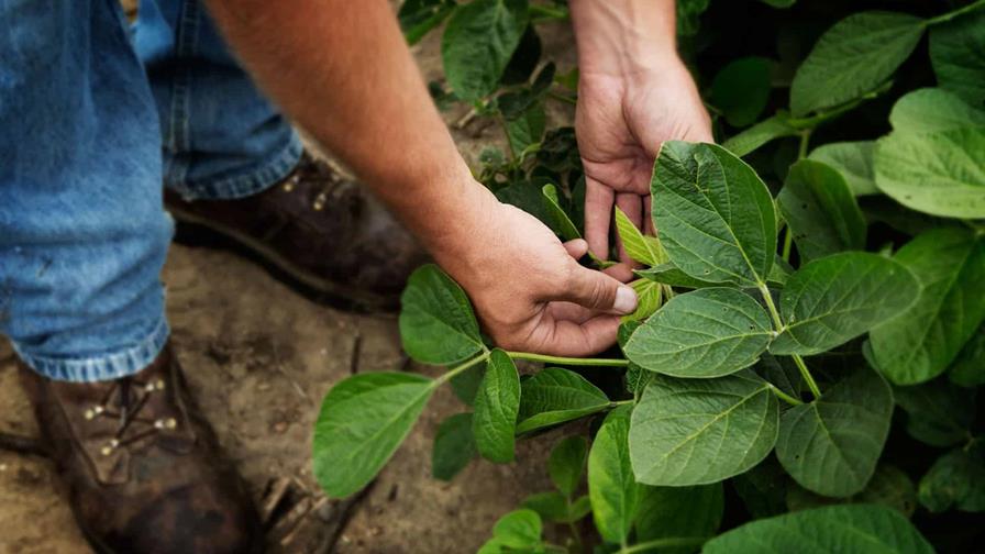 La soya sostenible fortalece la seguridad alimentaria en República Dominicana La soya sostenible fortalece la seguridad alimentaria en República Dominicana