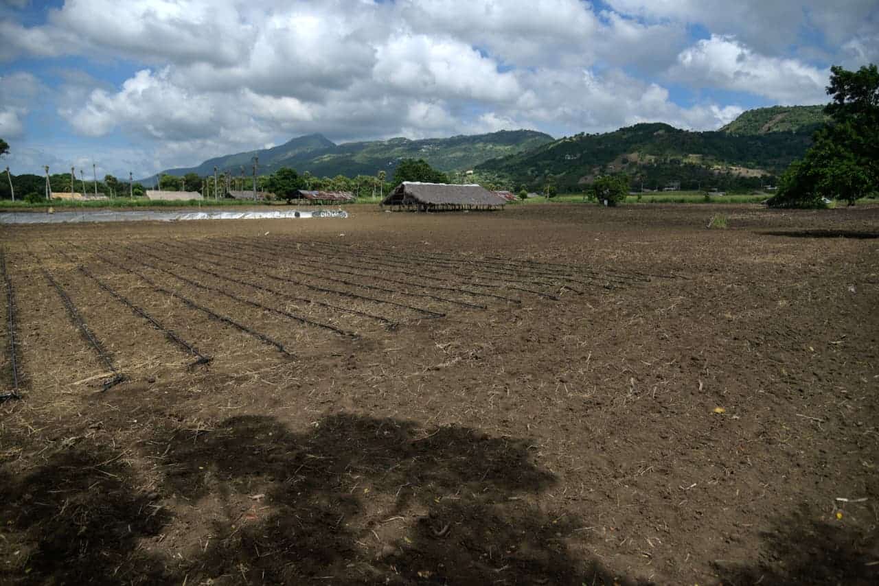 Zona de siembra del tabaco. 