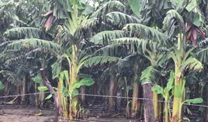 Un informe preliminar agropecuario indica pocos daños en el sur por la tormenta Melissa