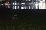Un "mar" de lilas en el río Ozama obliga a Obras Públicas a cerrar el puente Flotante Un "mar" de lilas en el río Ozama obliga a Obras Públicas a cerrar el puente Flotante
