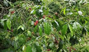 Las lluvias tumbaron el café maduro en Polo de Barahona y dejaron cuantiosas pérdidas