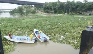 Vuelven a cerrar el puente Flotante por acumulación de lilas