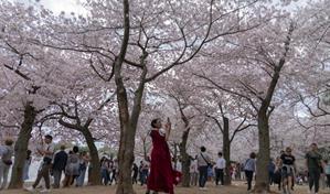 Japón regala a Trump 250 cerezos por los 250 años de la independencia de EE. UU.