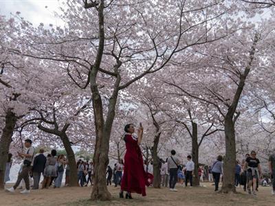 Japón regala a Trump 250 cerezos por los 250 años de EEUU