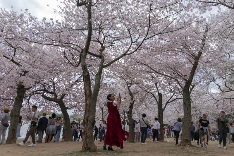Japón regala a Trump 250 cerezos por los 250 años de la independencia de EE. UU. Japón regala a Trump 250 cerezos por los 250 años de la independencia de EE. UU.