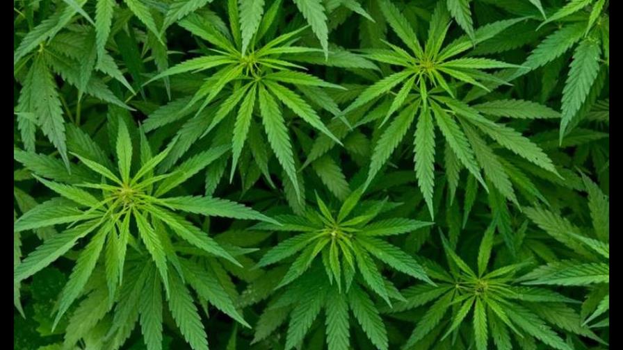 Colombia autoriza la venta de flor de cannabis medicinal en farmacias Colombia autoriza la venta de flor de cannabis medicinal en farmacias