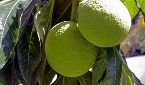 República Dominicana acogerá el II Congreso y Festival de la Castaña de Masa