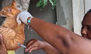 Salud Pública busca vacunar a 60 mil perros y gatos con jornada antirrábica