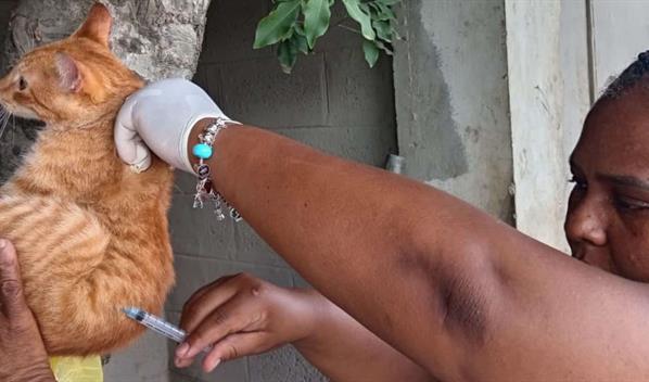 Salud Pública busca vacunar a 60 mil perros y gatos con jornada antirrábica