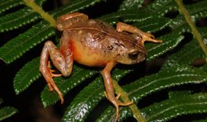 Científicos descubren dos nuevas especies de rana en la Amazonía de Perú