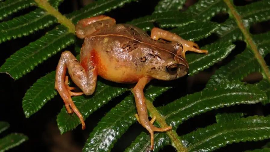 Científicos descubren dos nuevas especies de rana en la Amazonía de Perú Científicos descubren dos nuevas especies de rana en la Amazonía de Perú