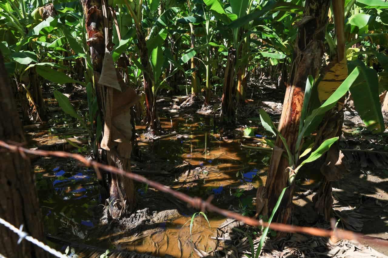 Varias plantaciones de plátanos resultaron destruidas.