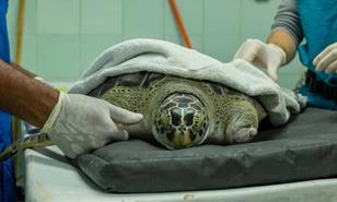 Una prótesis 3D para la tortuga verde que perdió su aleta en Samaná