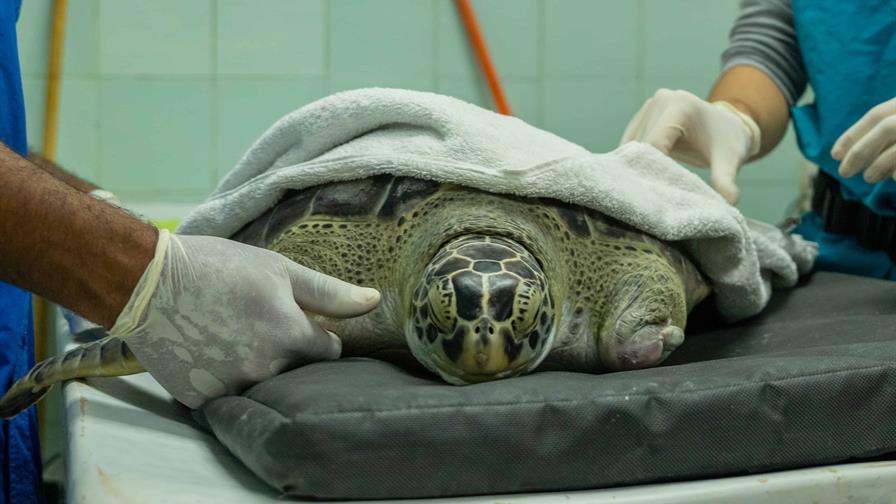 Una prótesis 3D para la tortuga verde que perdió su aleta en Samaná Una prótesis 3D para la tortuga verde que perdió su aleta en Samaná