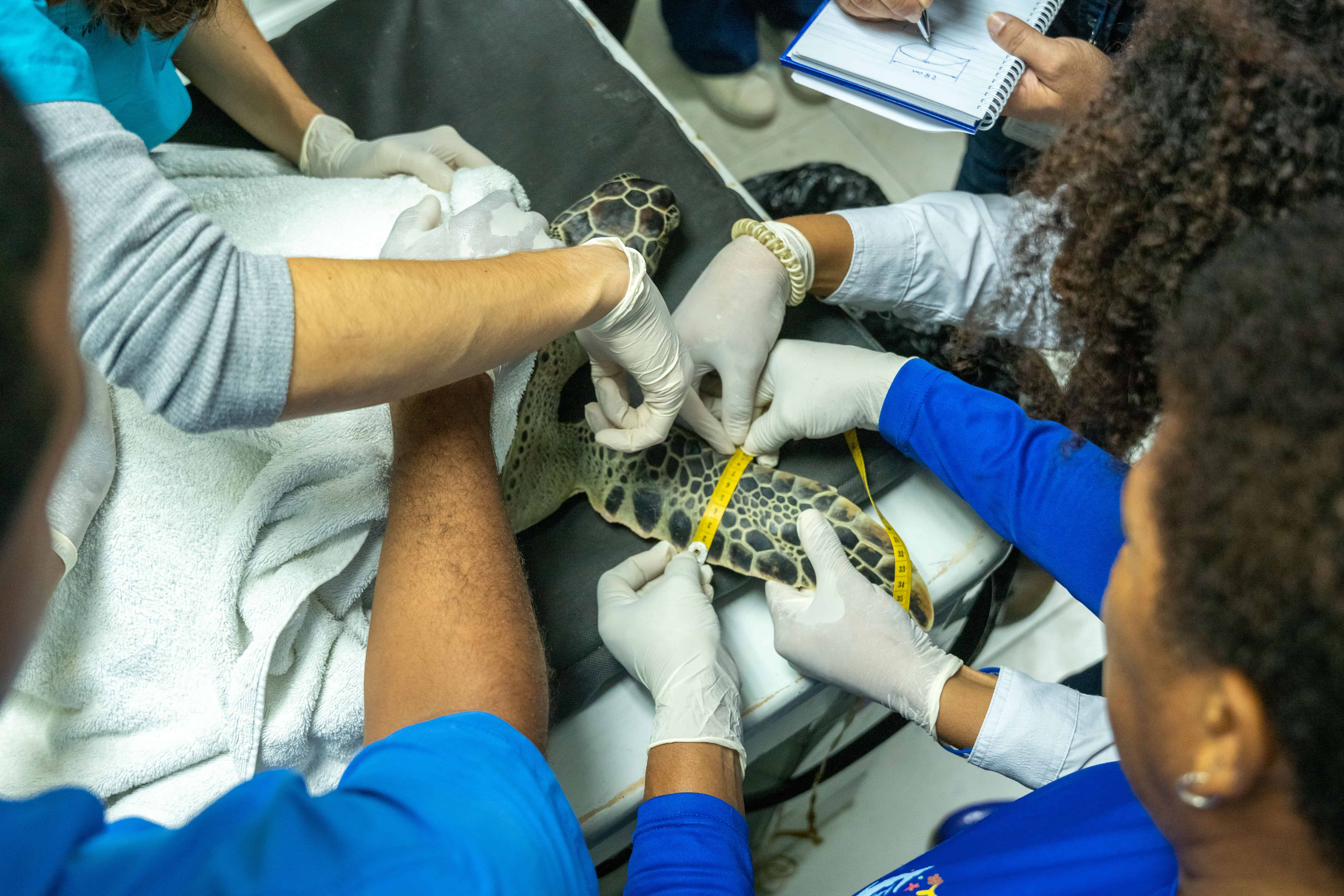El equipo mixto del Acuario Nacional y del ITLA miden la aleta sana como referencia para la prótesis.