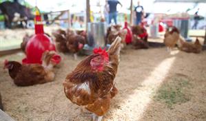 Sanut realizará taller sobre producción de huevos para principiantes