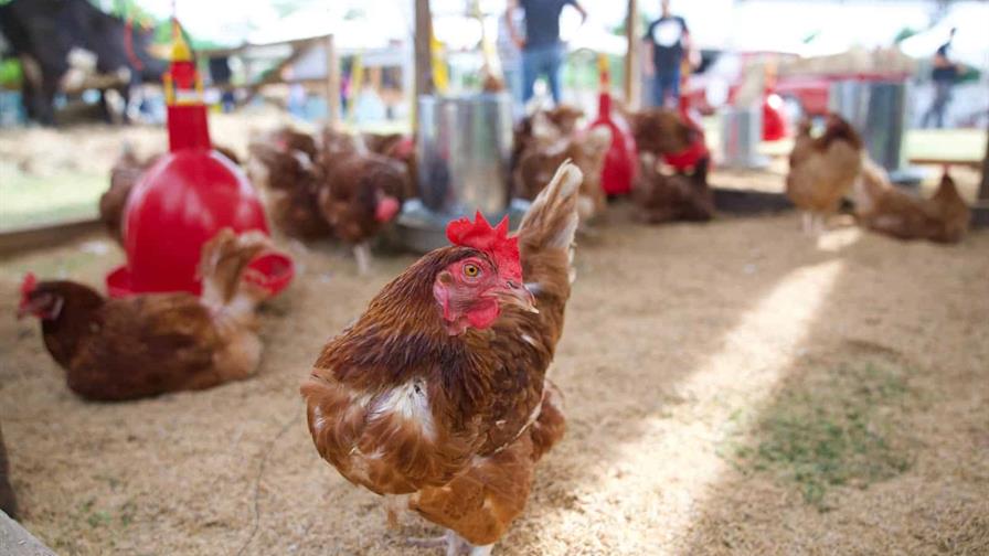 Sanut realizará taller sobre producción de huevos para principiantes Sanut realizará taller sobre producción de huevos para principiantes