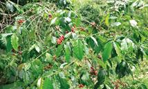 RD lanza primera certificación de café sostenible del Caribe