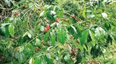 RD lanza primera certificación de café sostenible del Caribe