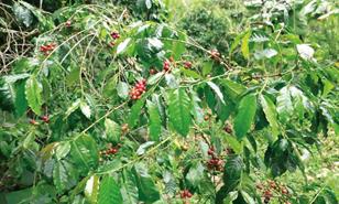 RD lanza primera certificación de café sostenible del Caribe