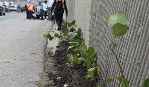 Realizan jornada de embellecimiento en la autopista Las Américas