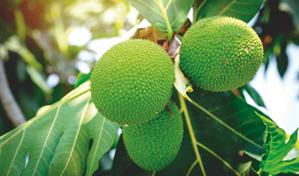 Siembran plantas de castaña de masa en República Dominicana