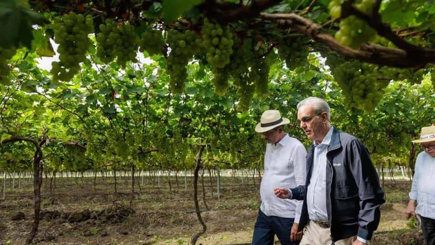 Uvas de San Juan: un modelo agrícola moderno de la Universidad UFHEC, destacado por Abinader Uvas de San Juan: un modelo agrícola moderno de la Universidad UFHEC, destacado por Abinader