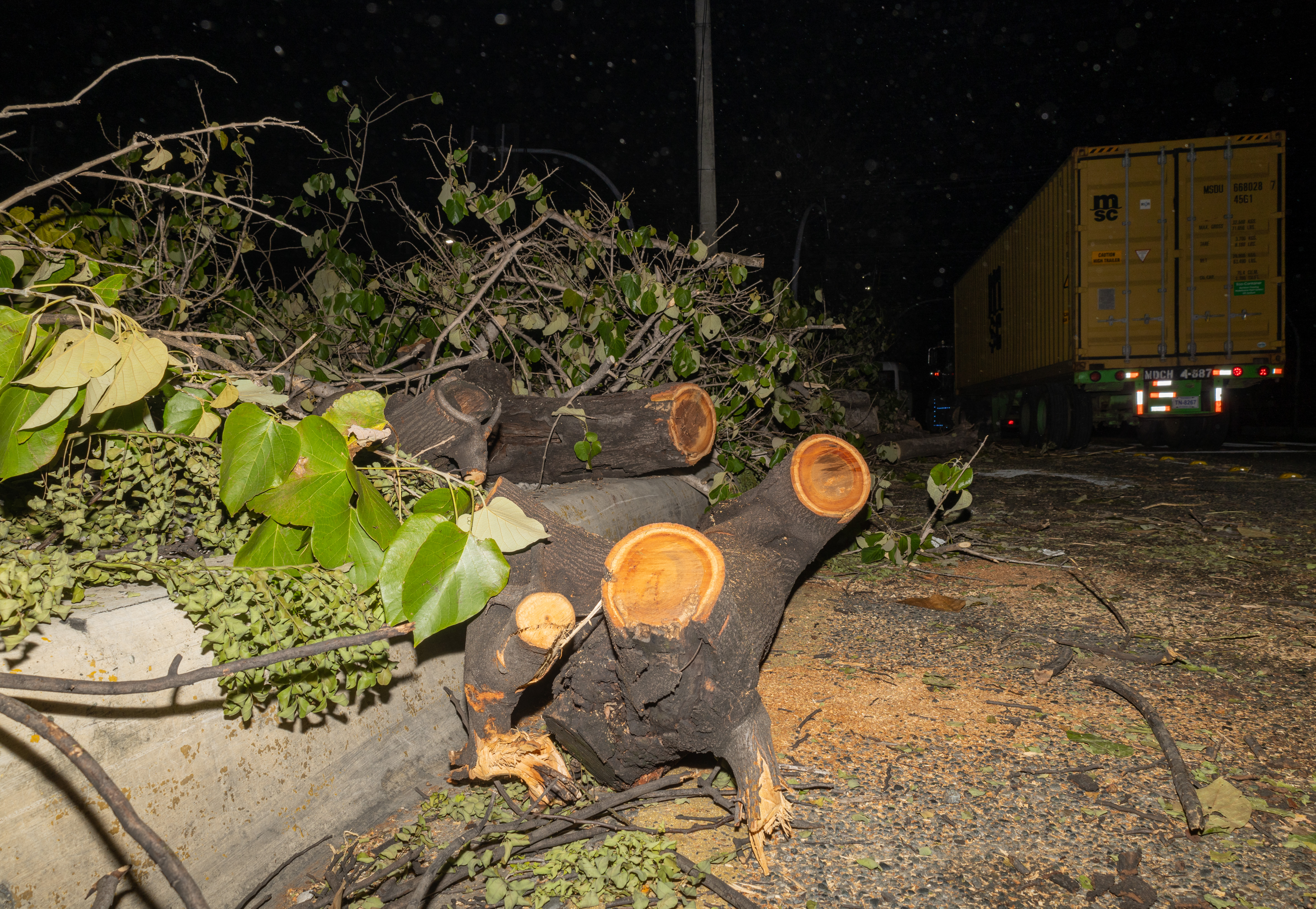 Parte de los árboles cortados en la isleta de la avenida Luperón. <br>
