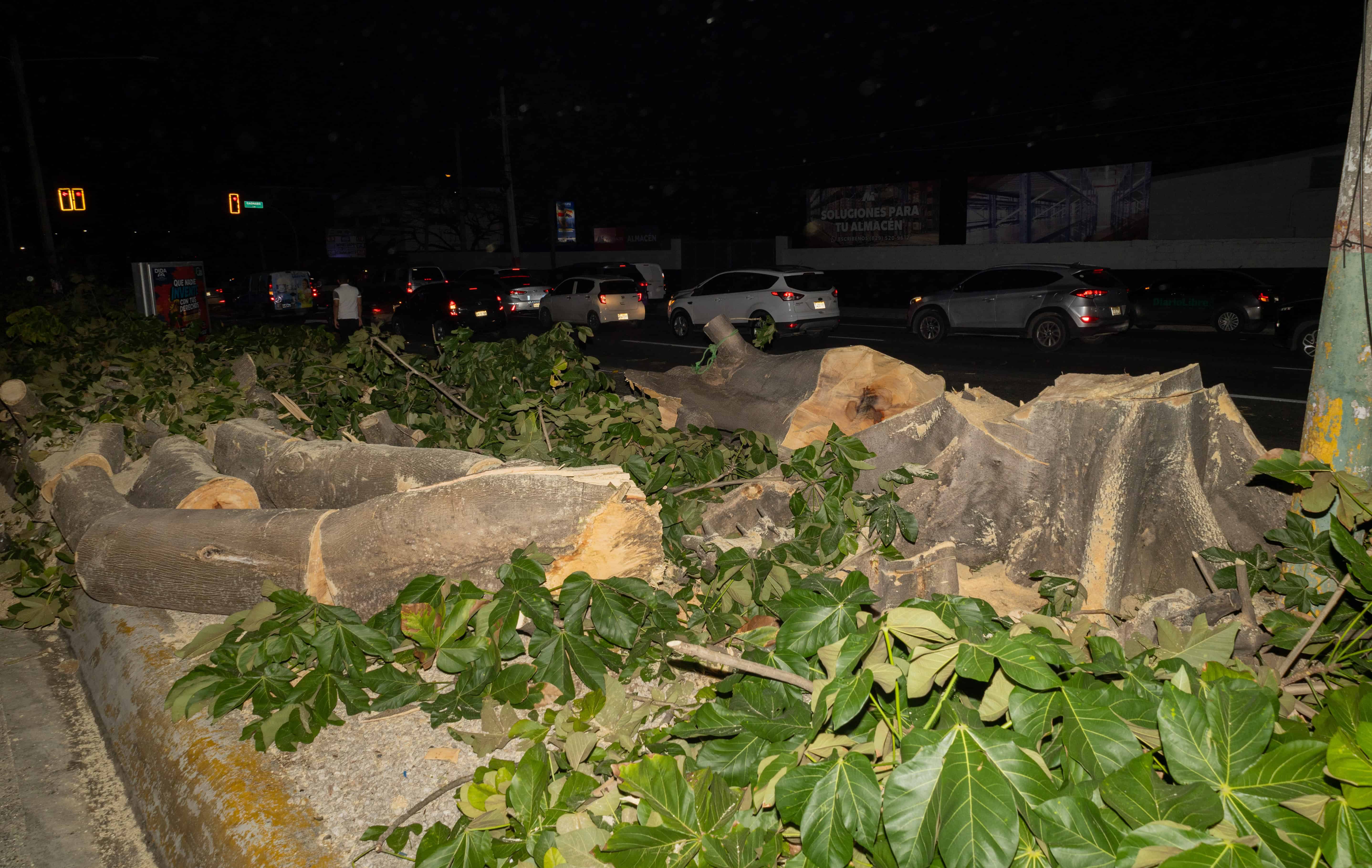 Árboles cortados de la avenida Luperón.