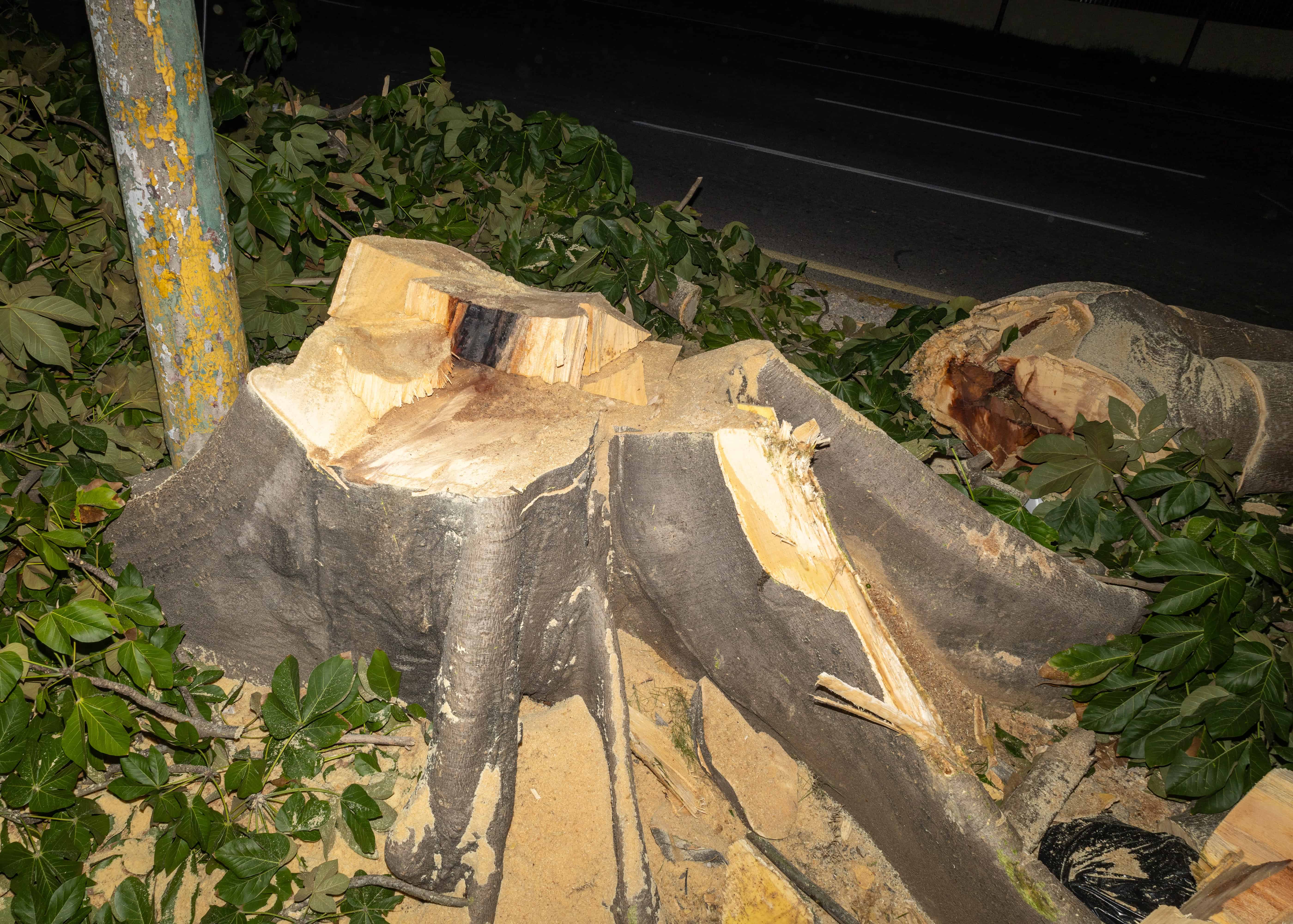 Los árboles fueron talados desde el tronco. 