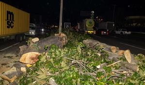 Cortan árboles en isleta de la avenida Luperón