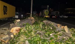 Cortan árboles en isleta de la avenida Luperón